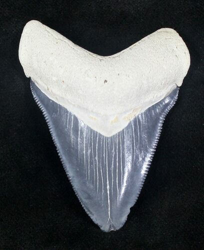 Serrated, Grey Bone Valley Megalodon Tooth #20666